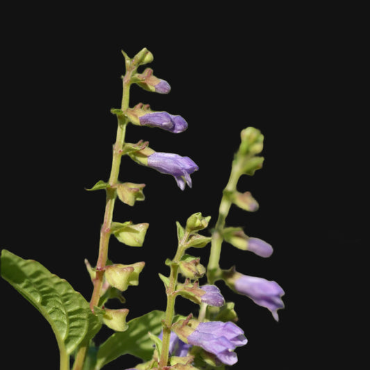 Skullcap