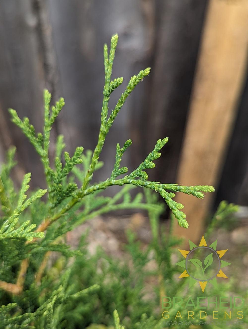 Skybound Cedar