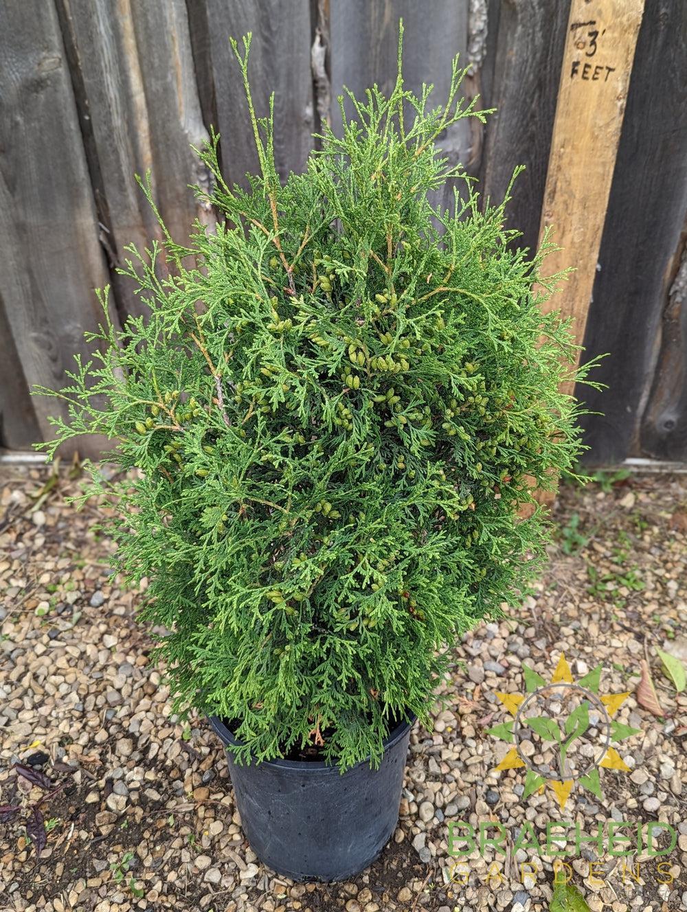 Skybound Cedar