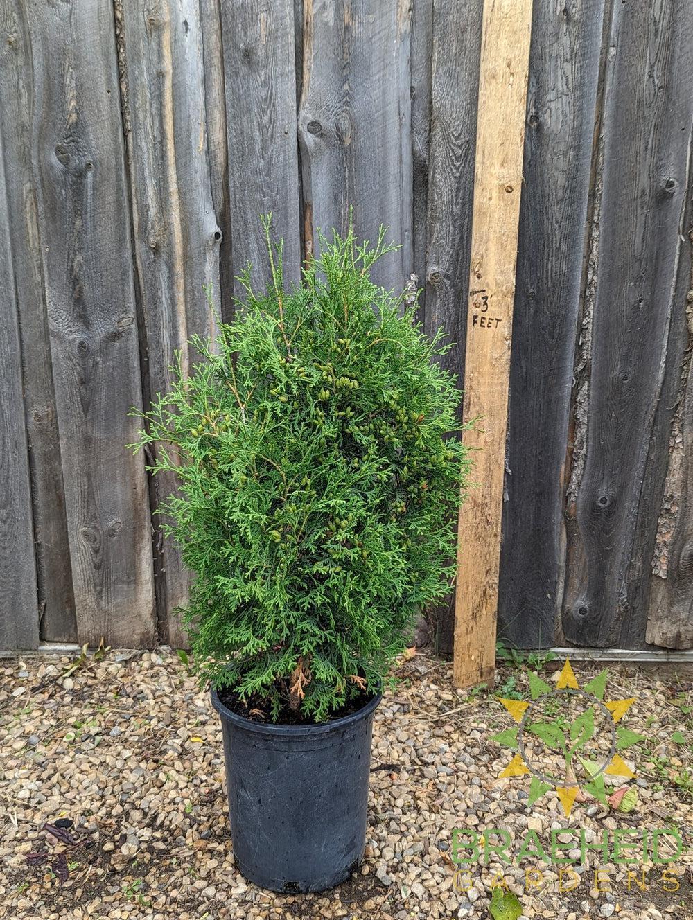 Skybound Cedar