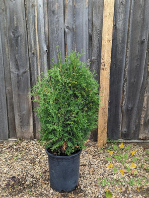 Skybound Cedar