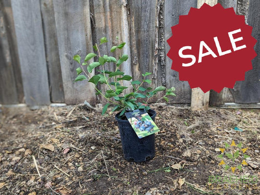 Buy Smokey Saskatoon an Edible Shrub in Grande Prairie Alberta - Braeheid Gardens Ltd.