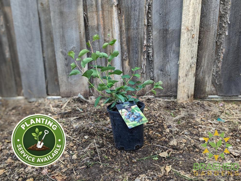 Buy Smokey Saskatoon an Edible Shrub in Grande Prairie Alberta - Braeheid Gardens Ltd.