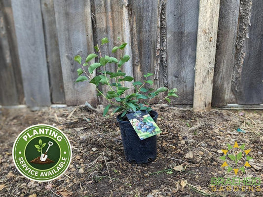 Buy Smokey Saskatoon an Edible Shrub in Grande Prairie Alberta - Braeheid Gardens Ltd.