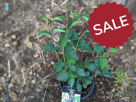 Buy Smokey Saskatoon an Edible Shrub in Grande Prairie Alberta - Braeheid Gardens Ltd.