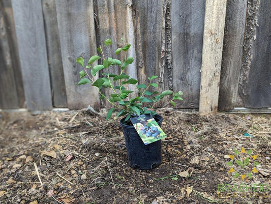 Buy Smokey Saskatoon an Edible Shrub in Grande Prairie Alberta - Braeheid Gardens Ltd.