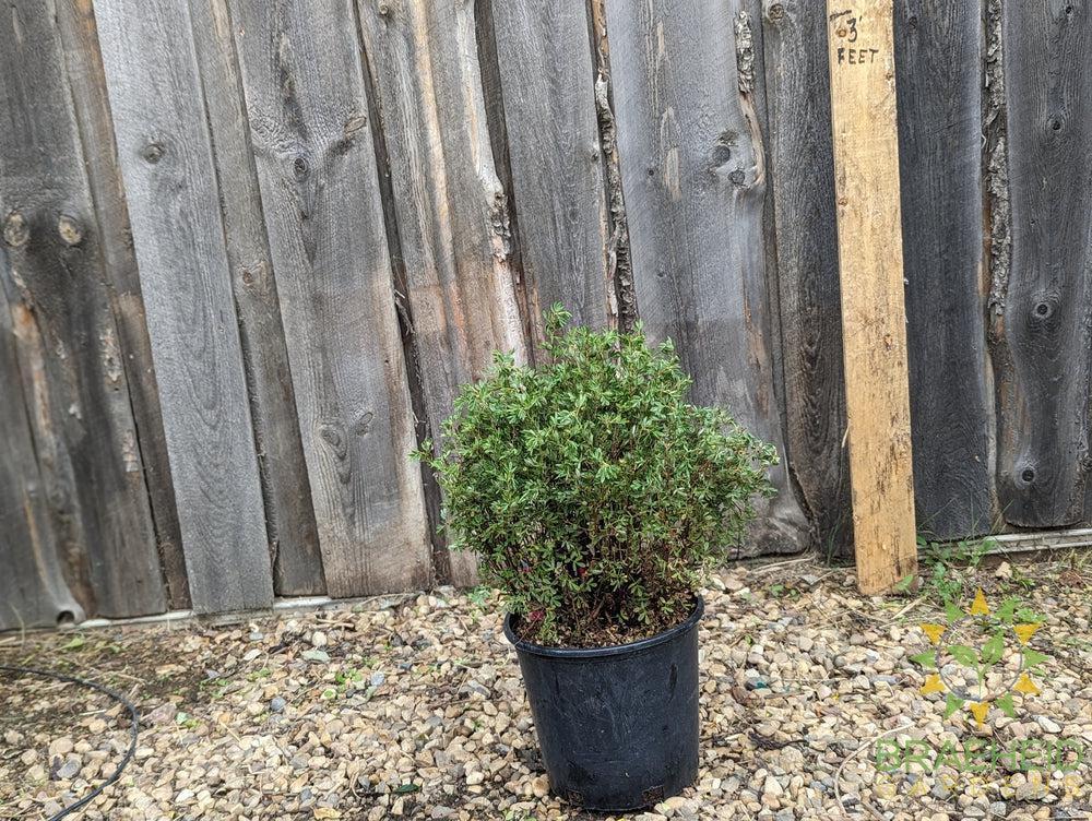 Snowbird Potentilla