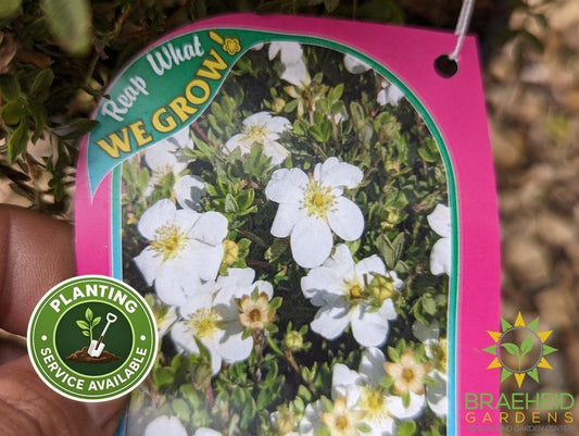 Snowbird Potentilla