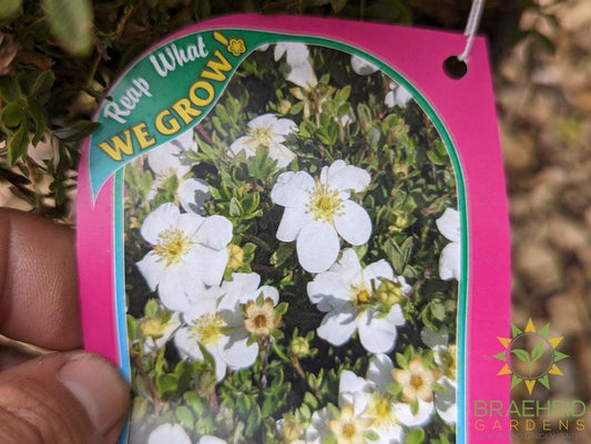 Snowbird Potentilla