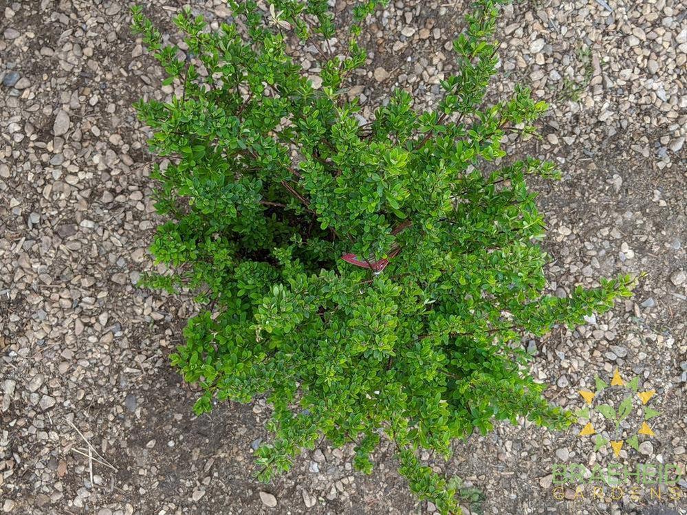 Snowmound Spirea