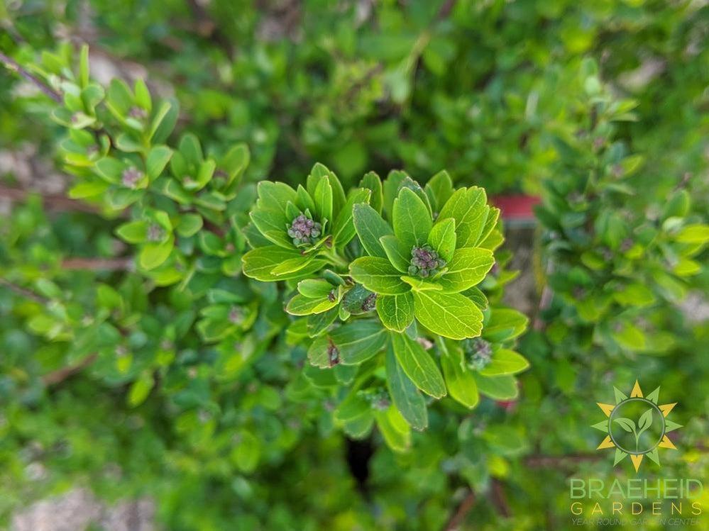 Snowmound Spirea