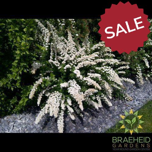 Snowmound Spirea