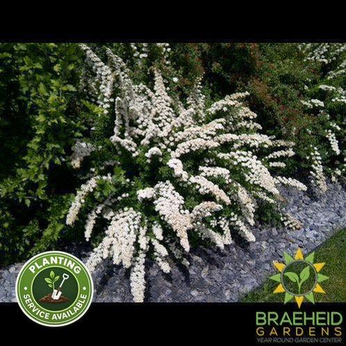 Snowmound Spirea