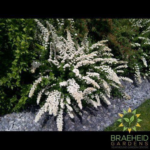 Snowmound Spirea