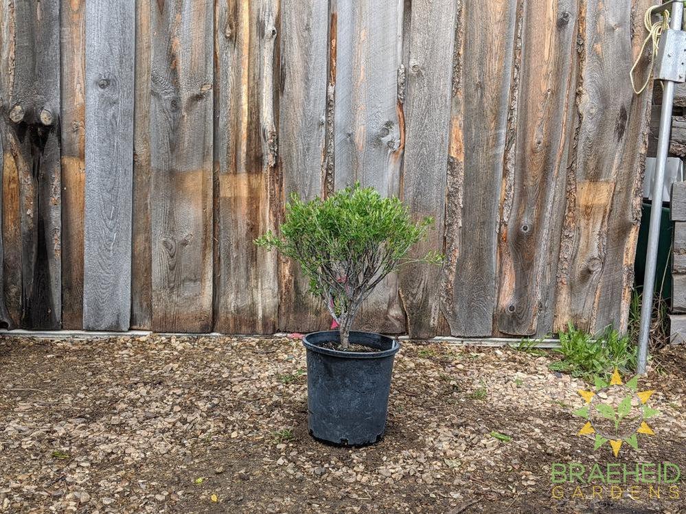 Spike Broom