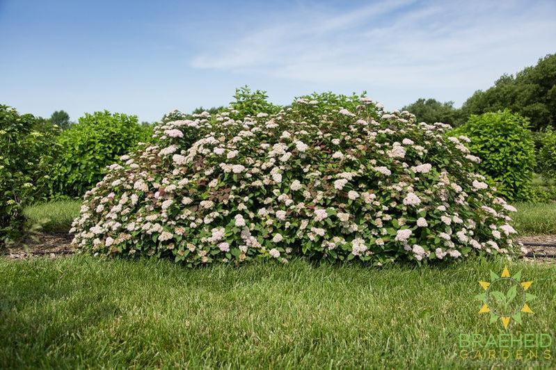 Spot On™ Spirea