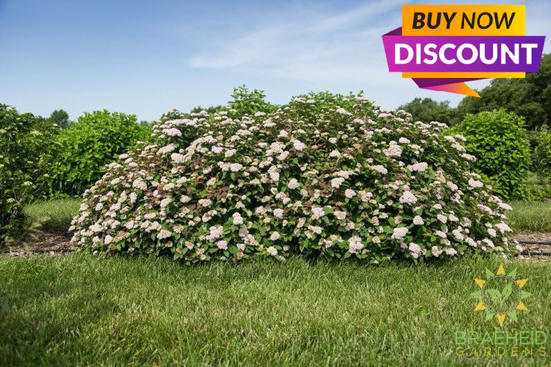 Spot On™ Spirea