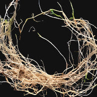 Springbank Clover (tkwla’i’shen)