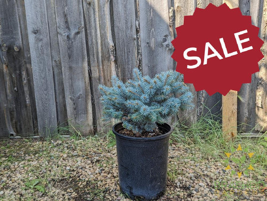 St Mary's Broom Colorado Spruce