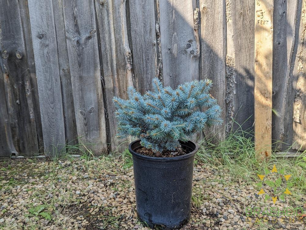 St Mary's Broom Colorado Spruce