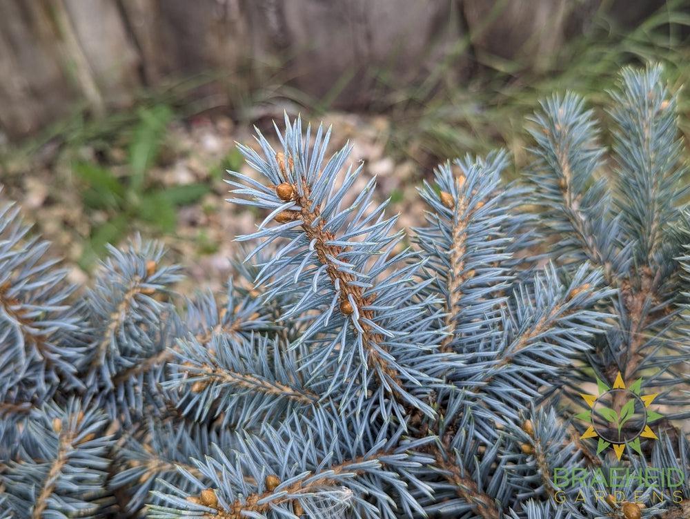 St Mary's Broom Colorado Spruce
