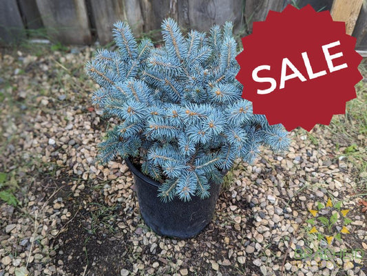 St Mary's Broom Colorado Spruce