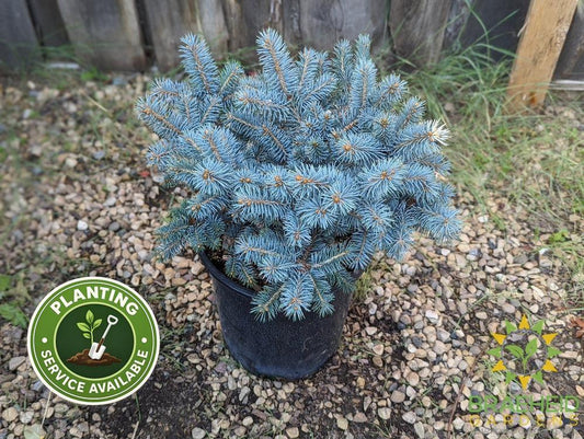 St Mary's Broom Colorado Spruce