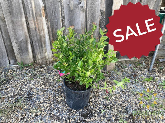 Buy St. Cloud Blueberry an Edible Shrub in Grande Prairie Alberta - Braeheid Gardens Ltd.
