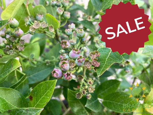 Buy St. Cloud Blueberry an Edible Shrub in Grande Prairie Alberta - Braeheid Gardens Ltd.