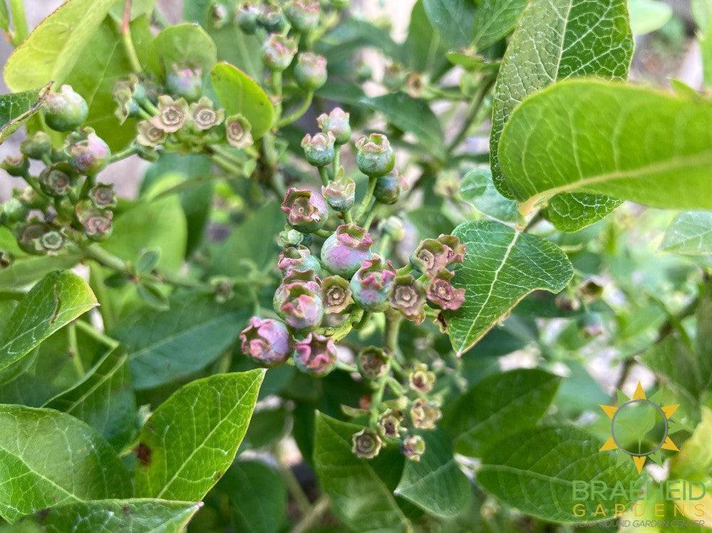 Buy St. Cloud Blueberry an Edible Shrub in Grande Prairie Alberta - Braeheid Gardens Ltd.