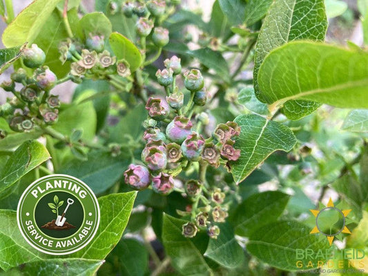 Buy St. Cloud Blueberry an Edible Shrub in Grande Prairie Alberta - Braeheid Gardens Ltd.