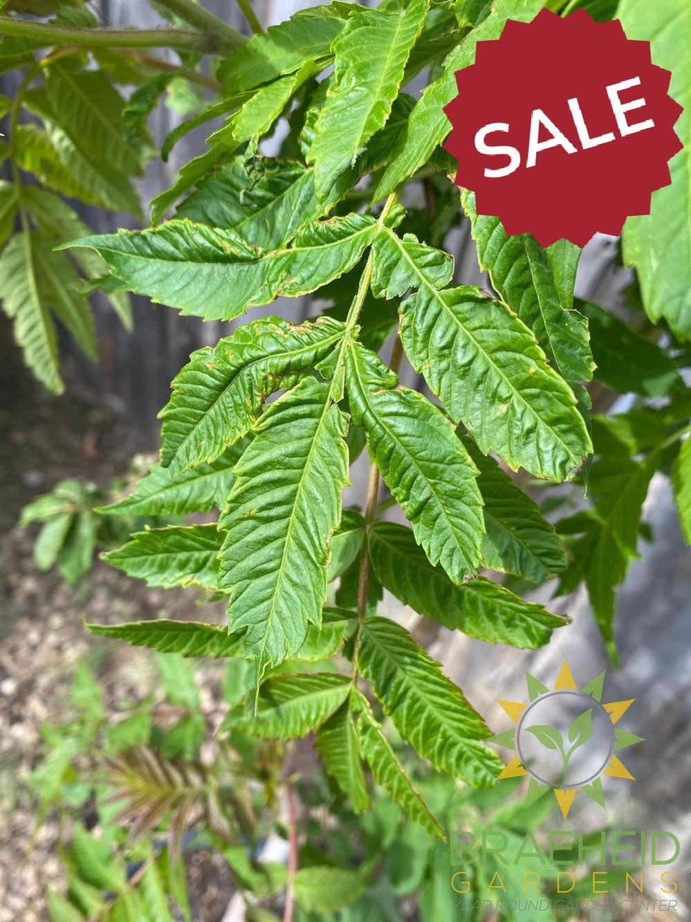 Staghorn Sumac