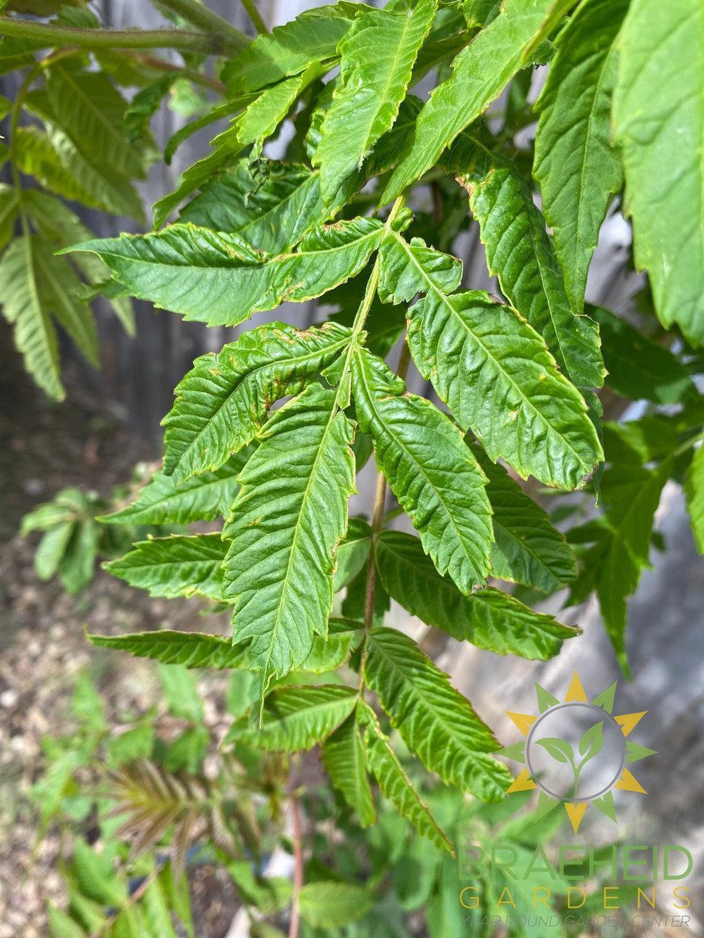 Staghorn Sumac