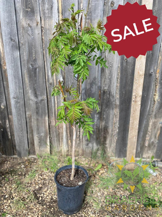 Staghorn Sumac