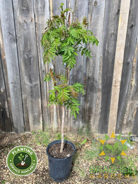 Staghorn Sumac
