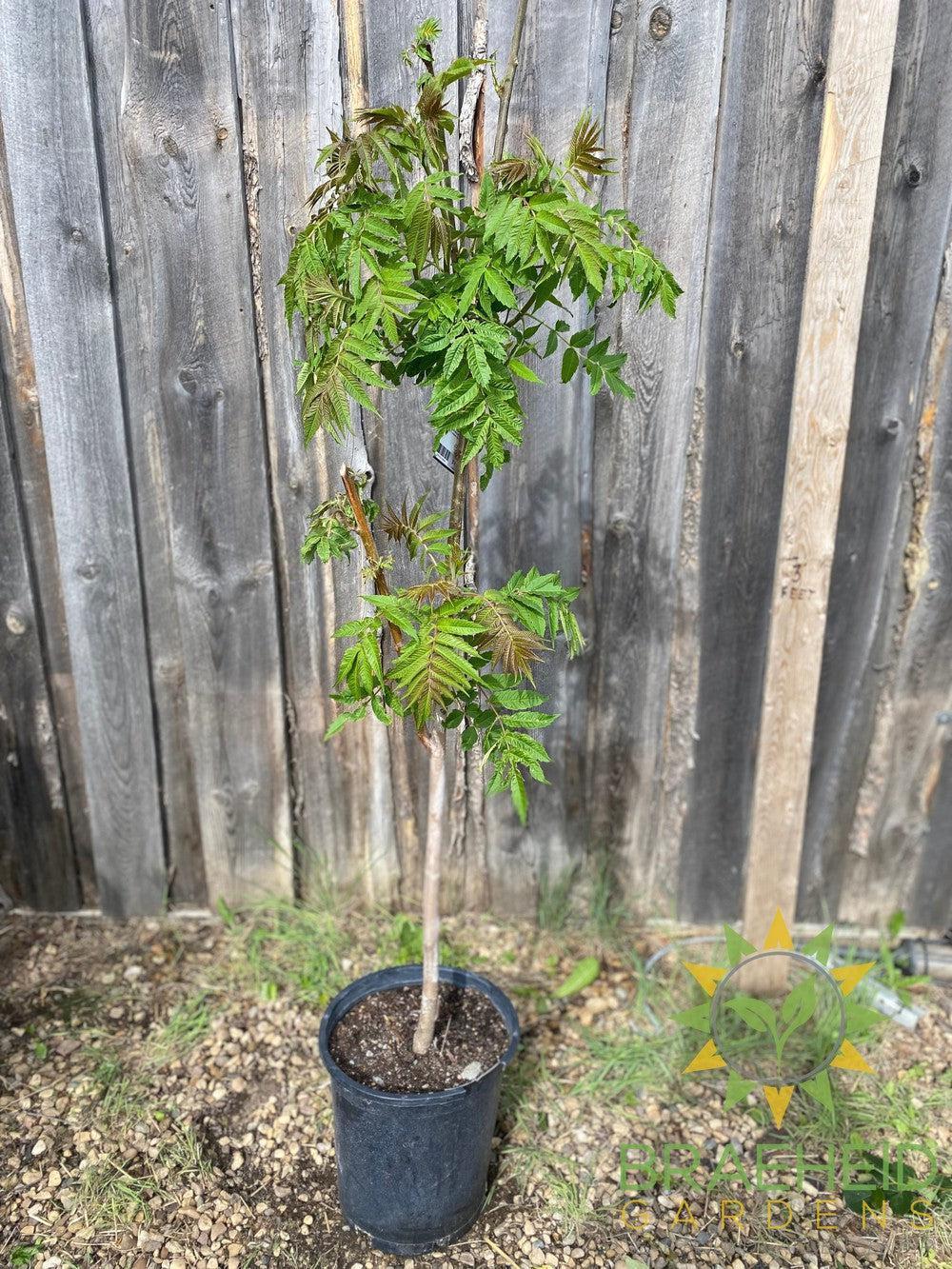 Staghorn Sumac