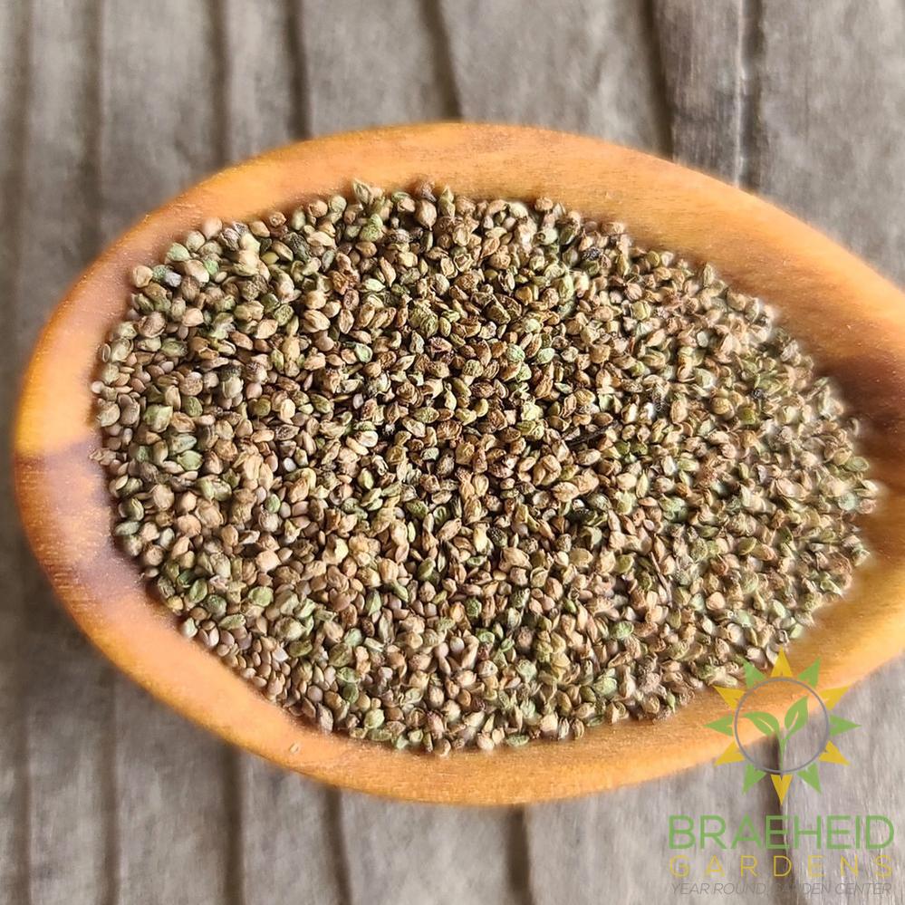 Stinging Nettle (Seeds)