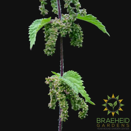 Stinging Nettle (Seeds)