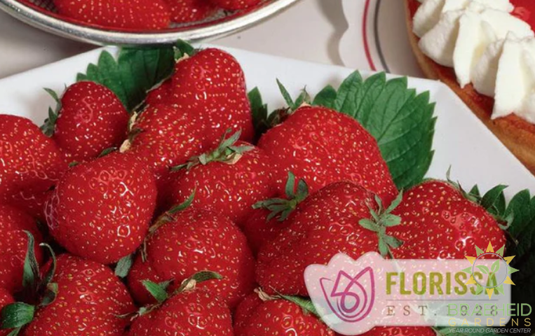 Buy Everbearing Strawberry Eclair PROMO an Perennial in Grande Prairie Alberta - Braeheid Gardens Ltd.