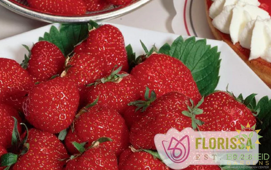 Buy Everbearing Strawberry Eclair PROMO an Perennial in Grande Prairie Alberta - Braeheid Gardens Ltd.