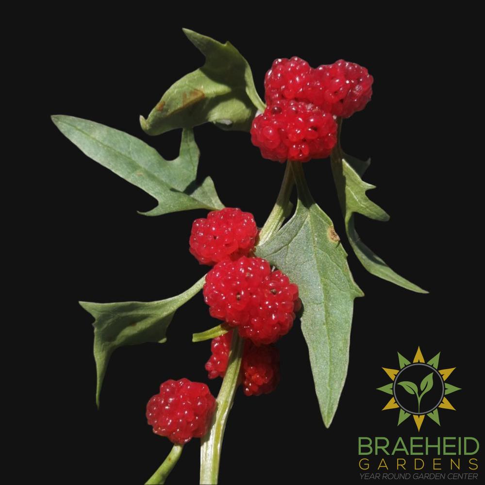 Strawberry Spinach