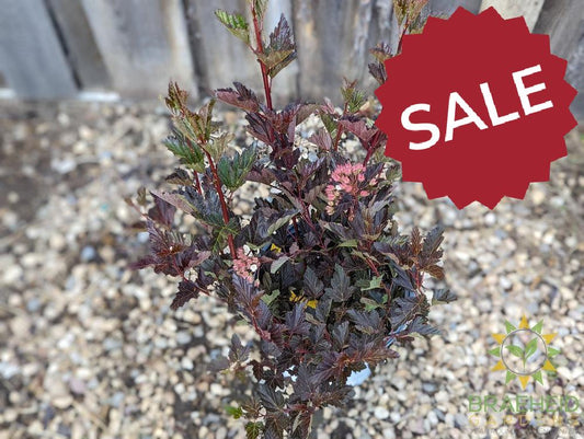 Summer Wine Ninebark