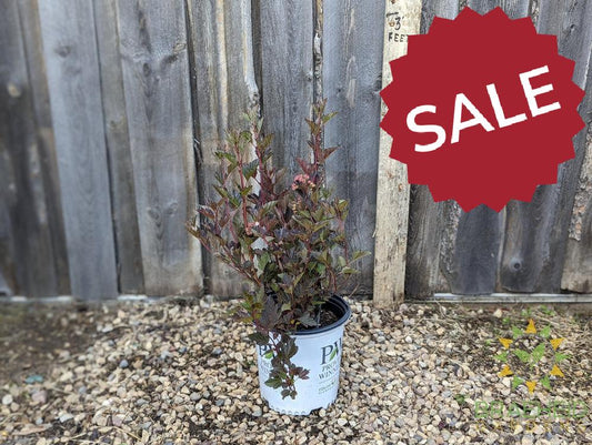 Summer Wine Ninebark