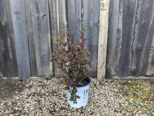 Summer Wine Ninebark