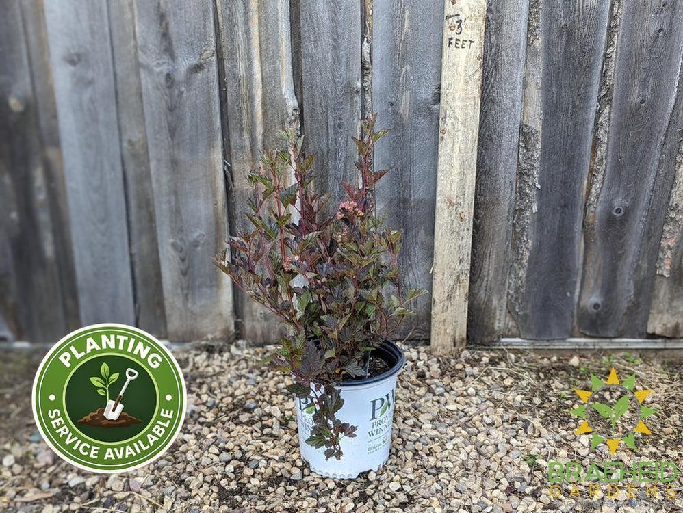 Summer Wine Ninebark