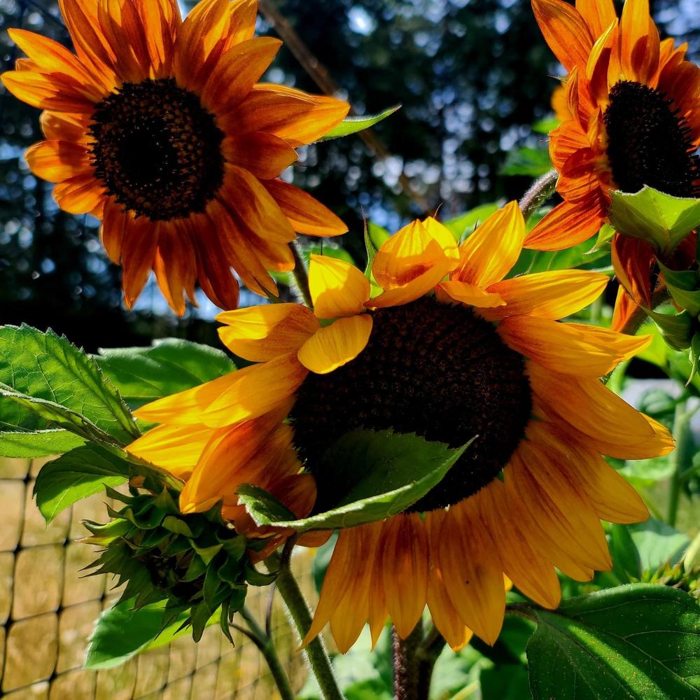 Sunflower Mix