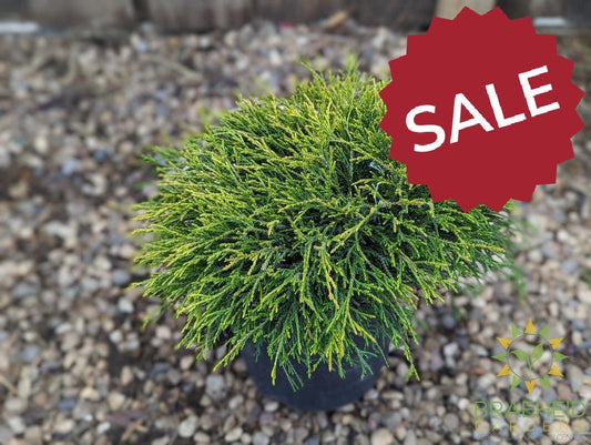 Sungold False Cypress