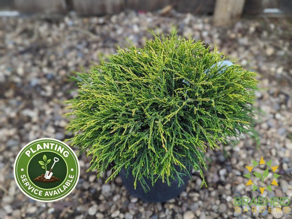 Sungold False Cypress