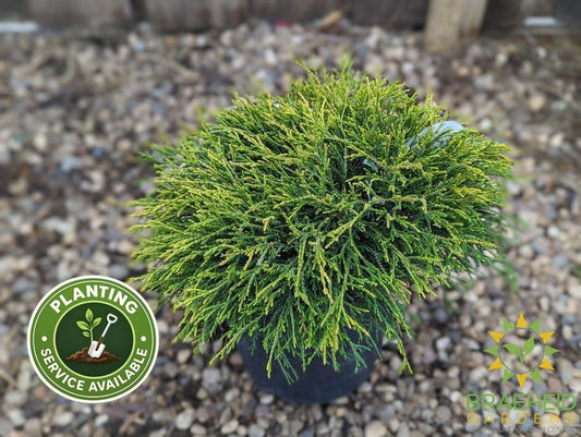 Sungold False Cypress