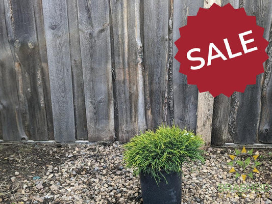 Sungold False Cypress